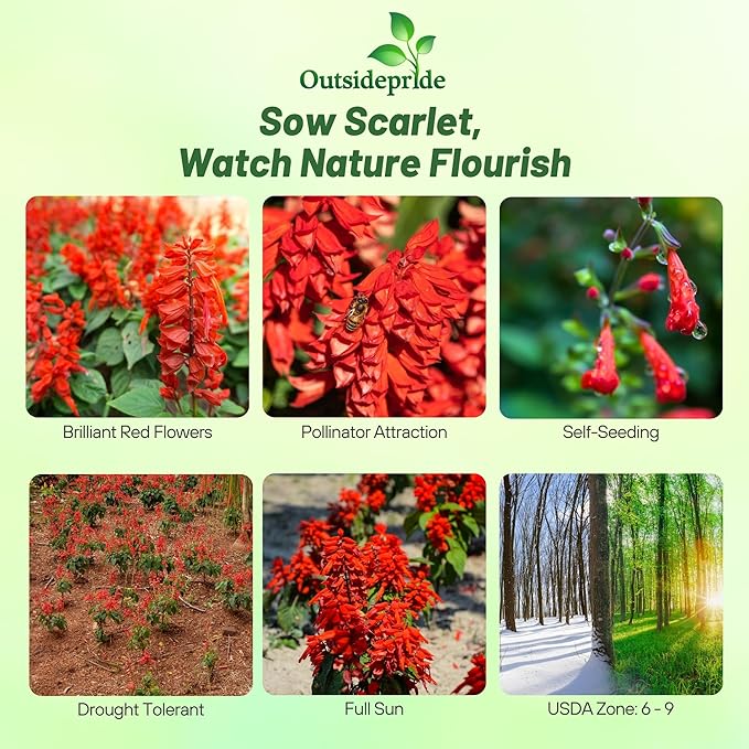 Outsidepride Salvia Coccinea Scarlet Sage Seeds for Planting - 1 Lb. Perennial, Heat-Tolerant Wildflower Seeds w/Red Blooms, Attracts Hummingbirds & Butterflies for Pollinator-Friendly Gardens