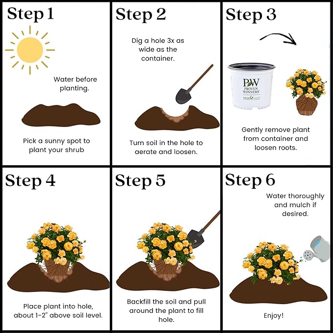 Proven Winners 2 Gallon Sunorita Rose