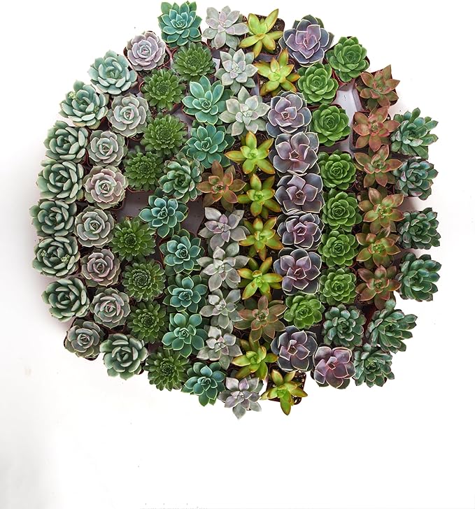 Shop Succulents Rosette Succulent Plant Pack Collection - Live Mini Succulent Plants, Low Maintenance, Floral Shaped Mix of Colors & Textures - Wedding and Party Favors, Gift & Garden, Pack of 256