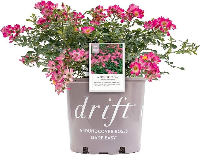 Drift Roses - Rosa Pink Drift (Rose) Rose, pink flowers, #2 - Size Container