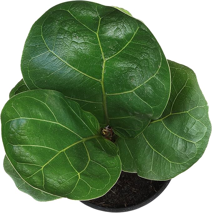 Plants for Pets Ficus Lyrata Fiddle Leaf Fig Plant, House Plants Indoors Live Ficus Tree Live Plant, Fig Trees Live Plants Indoor Plants Live Houseplants Fig Plants Live in Planter Pot in Soil Mix