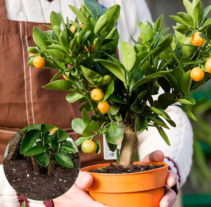 Citrus Tree Potting Soil Mix, Organic Loamy Potting Soil for Potted Lemon or Lime Tree, Special Blend for Indoor Oranges, Lemons, Limes and More
