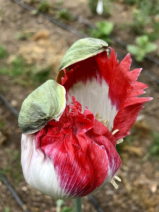 Plant Good Seed Danish Flag Poppy Seeds - Pack of 250, Heirloom Seeds for Planting Herbs, Flowers - Gardening Supplies, Herb Garden, Wildflower, Flower Seeds to Plant Outside - Non-GMO, from USA