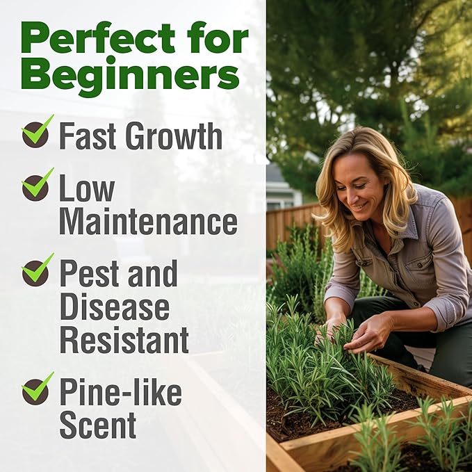 HOME GROWN Rosemary Seeds Bulk Pack - 150 High Germinating Non-GMO Heirloom Culinary Herb Seeds for Planting in Indoor or Outdoor Herb Gardens - USA Sourced (Salvia rosmarinus)