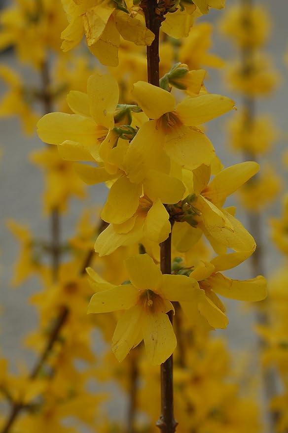 Forsythia X intermedia 'Lynwood Gold' (Forsythia) Shrub, yellow flowers, #3 - Size Container