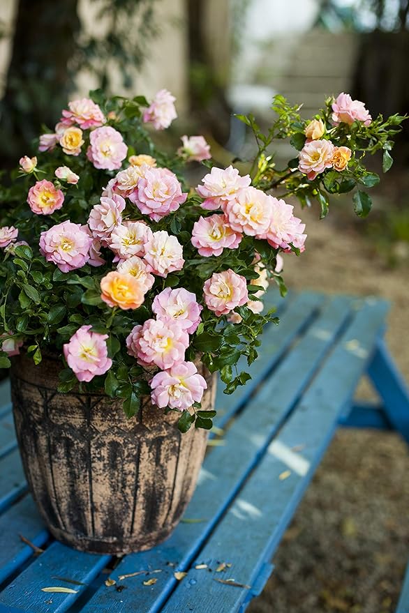 Drift Roses - Rosa Peach Drift (Rose) Rose, double peach flowers, #2 - Size Container