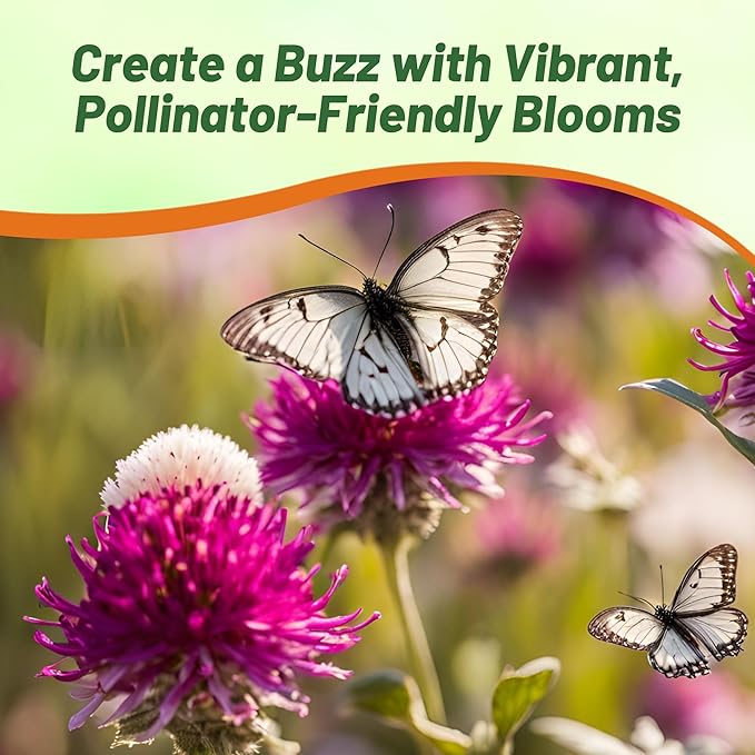 Outsidepride 2000 Seeds Annual Gomphrena Globosa Flower Seed Mix for Planting