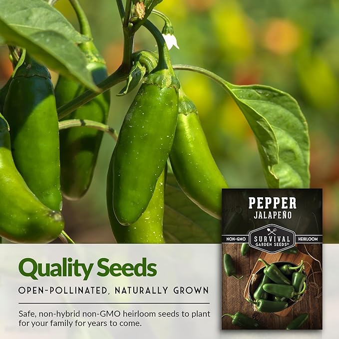 Survival Garden Seeds - Jalapeño Pepper Seed for Planting - Packet with Instructions to Plant and Grow Green or Red Chili Peppers in Your Home Vegetable Garden - Non-GMO Heirloom Variety - 2 Pack