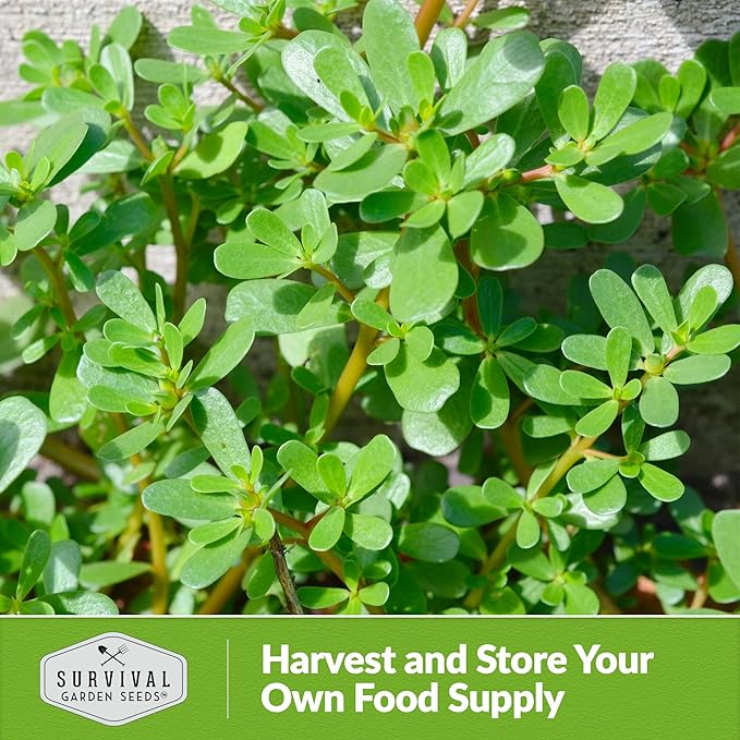 Common Purslane Seed for Planting - 5 Packets with Instructions to Plant and Grow Green Portulaca Oleracea in Your Home Vegetable Garden - Non-GMO Heirloom Variety - Survival Garden Seeds