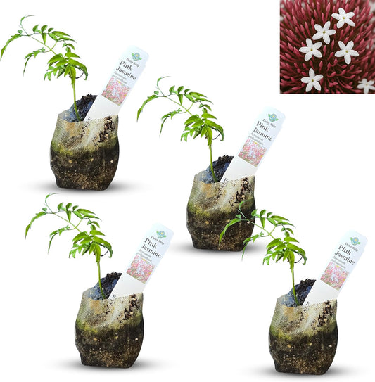 Pink Jasmine Vine - Jasminum Polyanthum - Fragrant & Blooming, Perfect for Indoor/Outdoor Decor (4 Pink jas sacs)