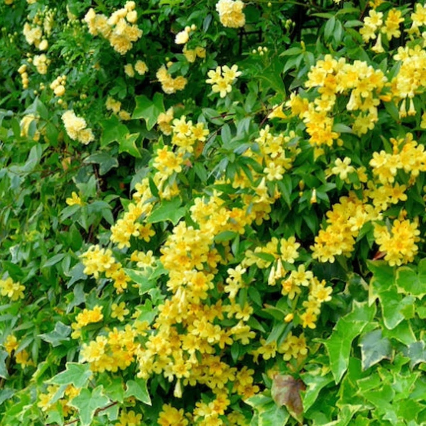 Carolina Jasmine Plant, Live Evergreen Vine, Fragrant Yellow Blooms, Fast Growing Climber for Trellis, Fences, or Arbors - Gelsemium sempervirens - 4 Bags