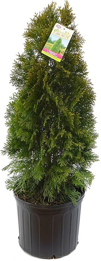 Live plant from Green Promise Farms Thuja occidentalis 'Smargd' Emerald Green Arborvitae Evergreen, 3 Size Container