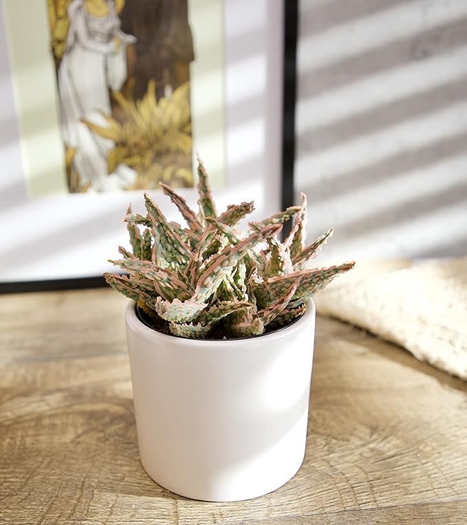 Live Aloe Plant Succulents, Succulents Plants Live in Potting Soil Mix, Potted Succulents Live Plants, Star Aloe Plants Live with Cacti Pots, Cactus Plants Live Succulent Plants by Plants for Pets