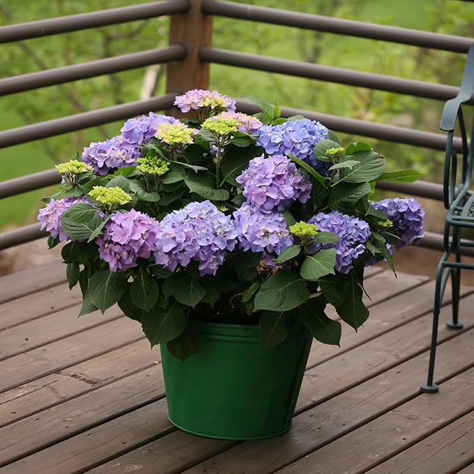 2 Gallon Proven Winners Hydrangea Let’s Dance Rhythmic Blue Shrub