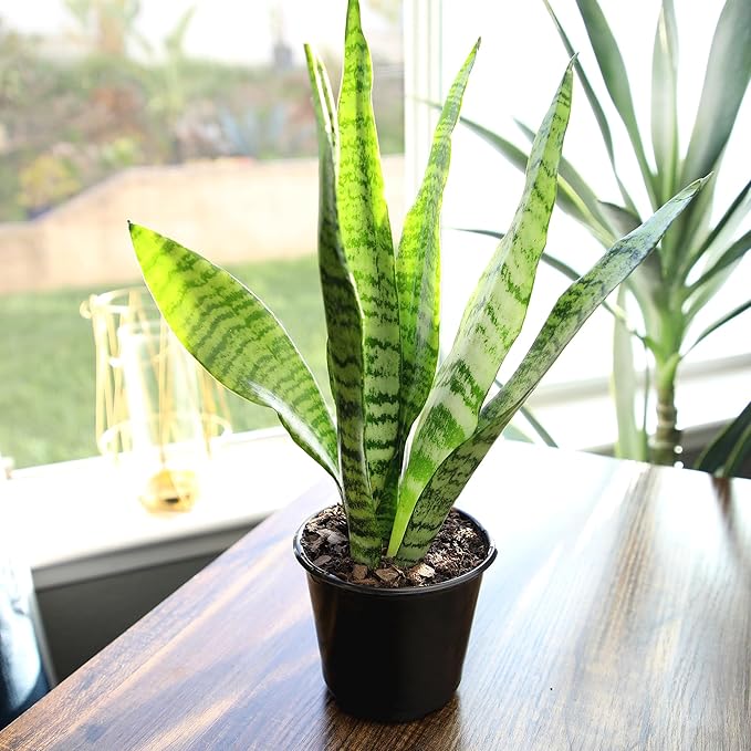 Live Snake Plant, Sansevieria Zeylanica, Indoor House Plant in Pot, Mother in Law Tongue Sansevieria Plant Live, Potted Succulent Plant, Fully Rooted Houseplant in Potting Soil by Plants for Pets