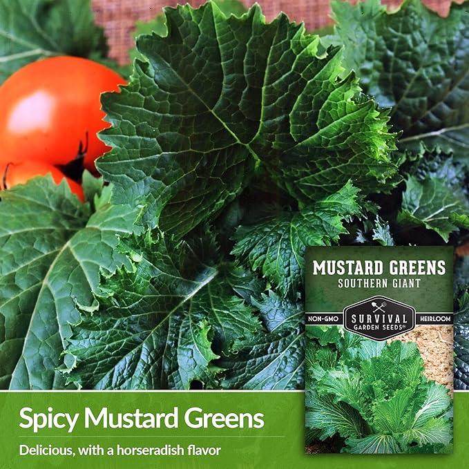 Survival Garden Seeds - Southern Giant Mustard Greens Seed for Planting - 3 Packets with Instructions to Grow Spicy Brassica Juncea Leaves in Your Home Vegetable Garden - Non-GMO Heirloom Variety