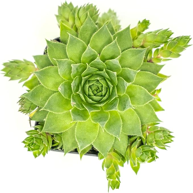 Sempervivum Succulents Plants Live Indoor Plants (3PK), Sempervivum Plants Live Houseplants, Hen and Chicks Live Plants Indoor House Plants, Rosette Succulent Plants in Plant Pots by Plants for Pets