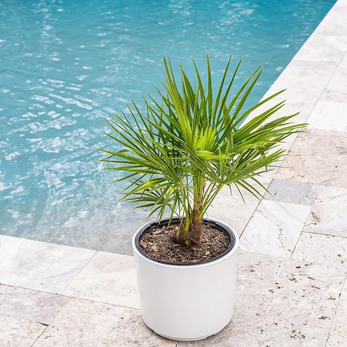 Windmill Palm in 3 Gal. Grower's Pot | Cold Hardy Tropical Tree | Low Maintenance | Drought Tolerant