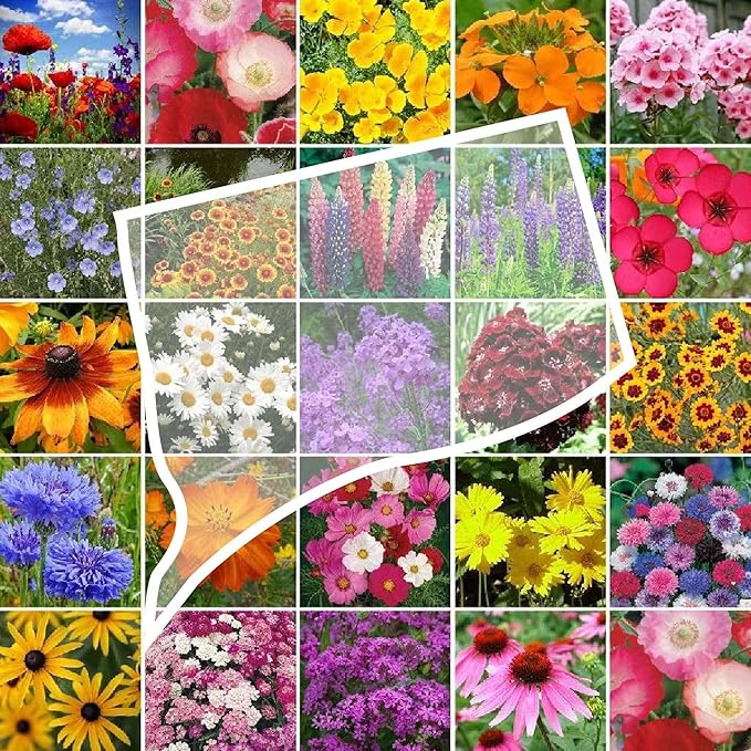 Eden Brothers Connecticut Wildflower Mixed Seeds for Planting, 1 lb, 480,000+ Seeds with Cornflower, Cosmos | Attracts Pollinators, Plant in Spring or Fall, Zones