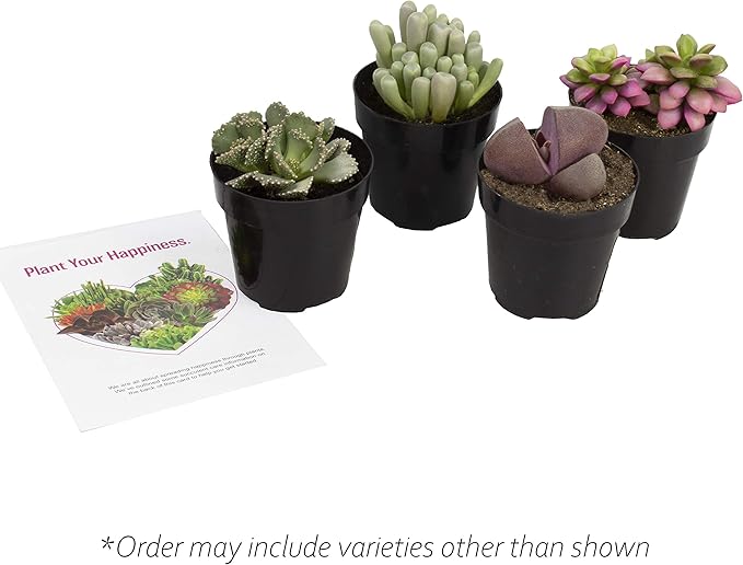 Altman Plants, Mimicry Succulents Plants Live Mini Succulents (4 Pack), Lithops Live Plants Outdoor or Live Indoor Plants, Living Stones Succulent Plants Live Houseplants, Succulent Plant House Plants