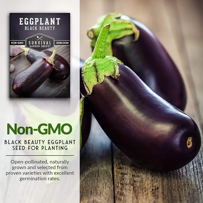 3 Packs Black Beauty Eggplant Seed for Planting - Packet with Instructions to Grow Purple Aubergine Plants in Your Home Vegetable Garden - Non-GMO Heirloom Variety - Survival Garden Seeds