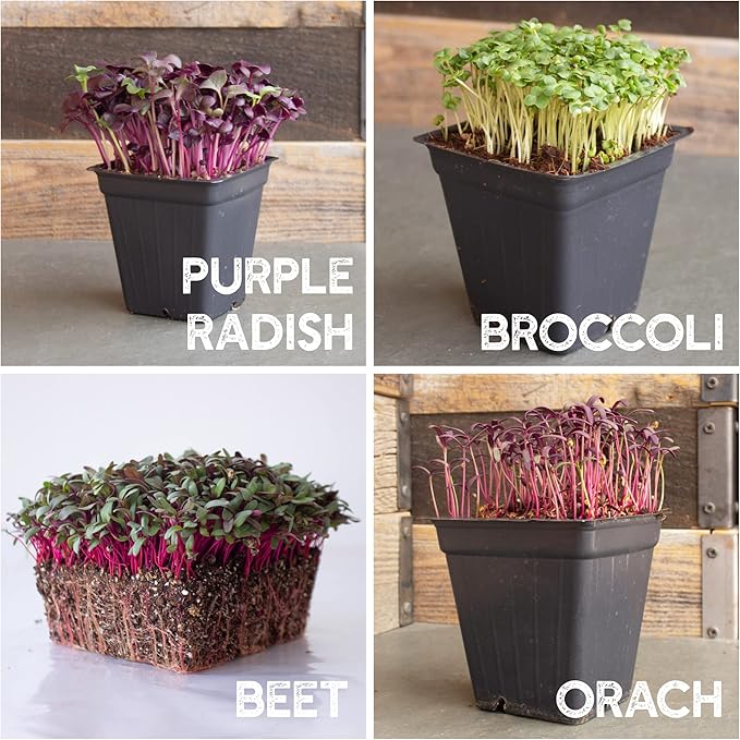 12 Variety Pack Microgreens Seeds Kit - Broccoli Seeds for Sprouting Plus Purple Radish Seeds, Beet, Sunflower Microgreens Seeds, Peas, Shiso, Cilantro, Beet, Pak Choi, Korean Shiso, Cress & More