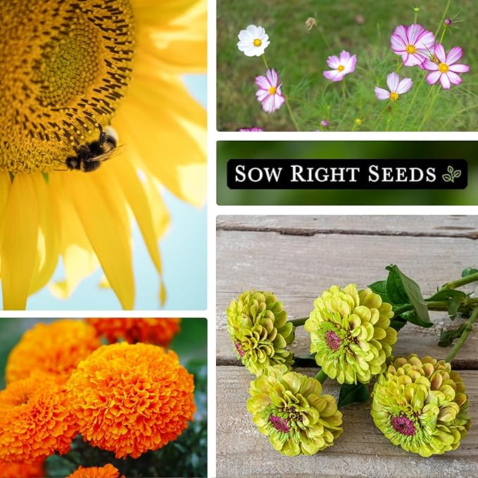 Sow Right Seeds - Annual Flower Seed Garden Collection for Planting - 5 Packets Includes Marigold, Zinnia, China Aster, Sunflower, and Cosmos - Grow in Pots or Outside, Raised Beds - Variety Pack
