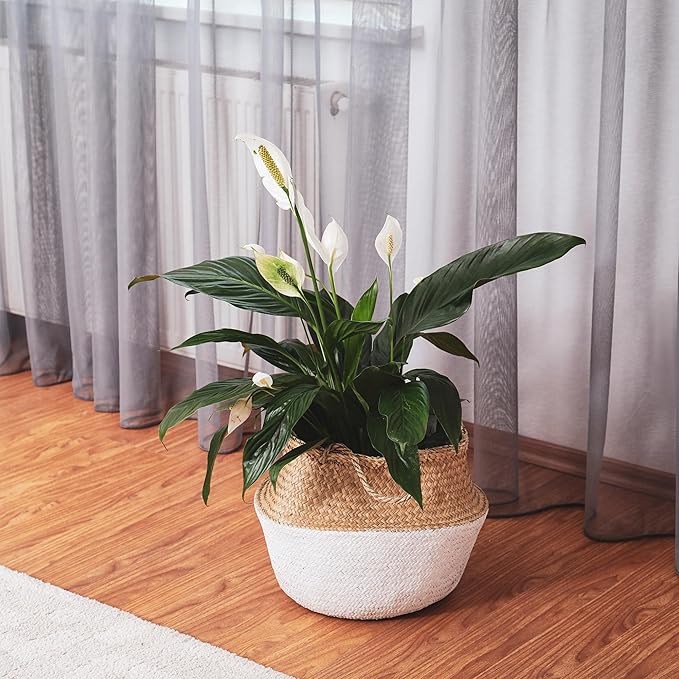 Peace Lily Potting Soil Mix (2 Quarts), for Planting, Growing, or Repotting Peace Lily Plants