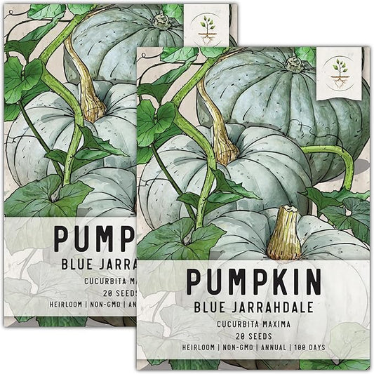 Seed Needs, Blue Jarrahdale Pumpkin Seeds - 20 Heirloom Seeds for Planting Cucurbita Maxima - Non-GMO & Untreated - Tasty Decorative Pumpkin for Halloween & Fall (2 Packs)