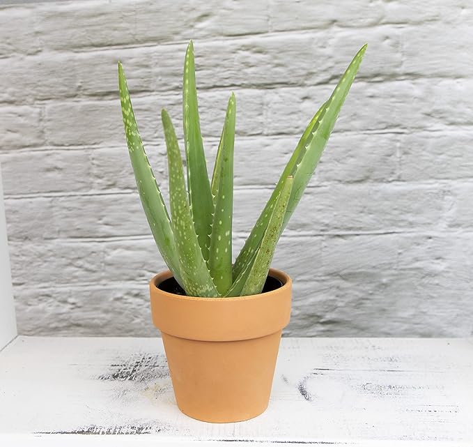 Aloe Vera Plant Live Succulent Plants, Live Aloe Plant in Clay Pot, Live Aloe Vera Plant Succulents, Aloe Plants Live Indoor Plants, Live Aloe Vera Plant Indoor House Plants by Plants for Pets