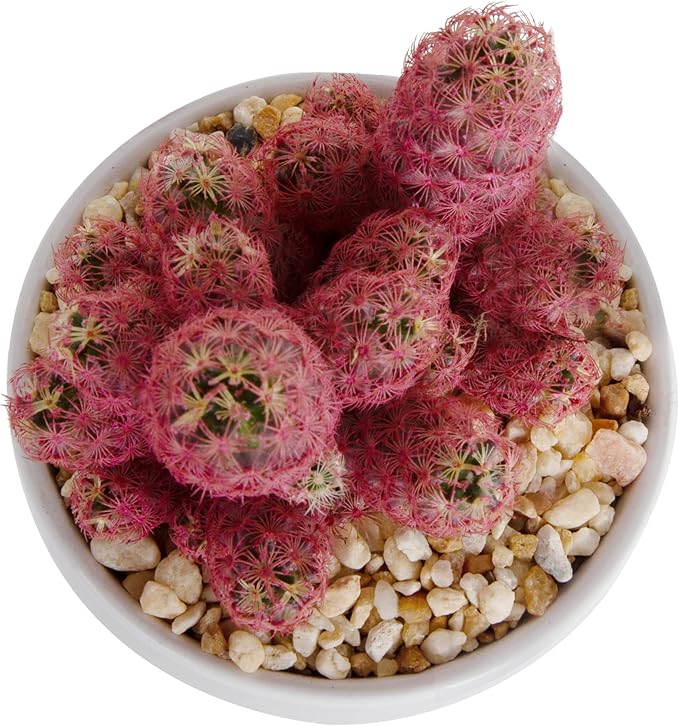 Costa Farms Live Cactus, Live Indoor Desert Gem Cactus in White Ceramic, 7-Inches Tall | Valentines Day Gift | Valentines Day Decoration