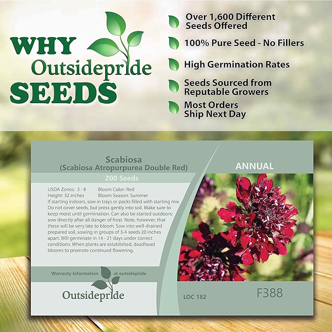 Outsidepride 200 Seeds Perennial Red Scabiosa Pincushion Flower Seeds for Planting