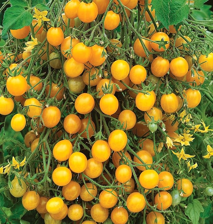 Burpee 'Yellow Currant', Yellow Sweet Cherry Tomato, 30 Non-GMO Seeds