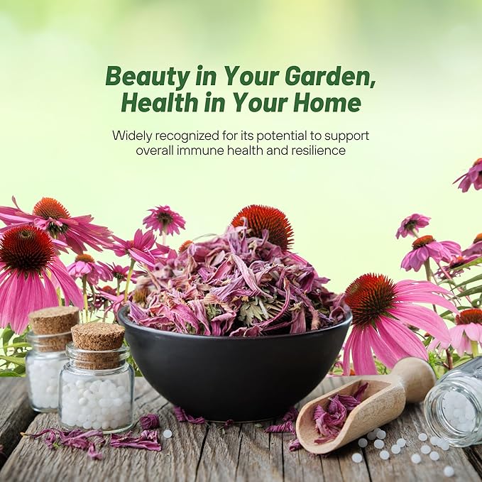 Outsidepride 1 lb. Perennial Echinacea Purple Coneflower Wild Flowers Seeds for Planting