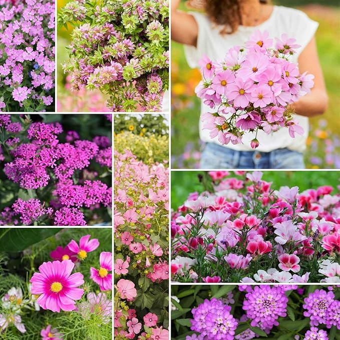 Eden Brothers Pretty in Pink Wildflower Mixed Seeds for Planting, 1 lb, 480,000+ Seeds with Candytuft, Rose Mallow | Attracts Pollinators, Plant in Spring or Fall, Zones 3, 4, 5, 6, 7, 8, 9, 10