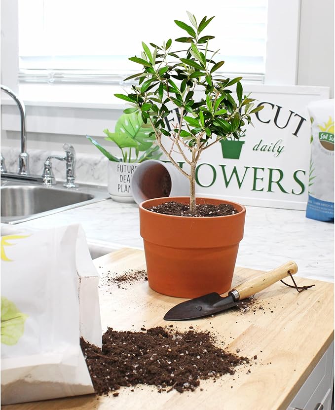 Olive Tree Potting Soil Mix (8 Quarts), for Planting, Repotting, and Growing Olive Bushes/Plants
