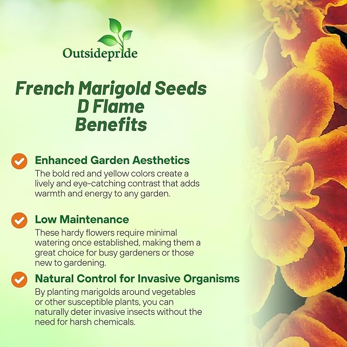 Outsidepride Durango Flame French Marigold Seeds - 500 Pcs Annual, Compact, Heat & Drought Tolerant Flower Seeds for Planting w/Anemone Type Bi-Colored Blooms, Ideal for Vibrant Pollinator Gardens