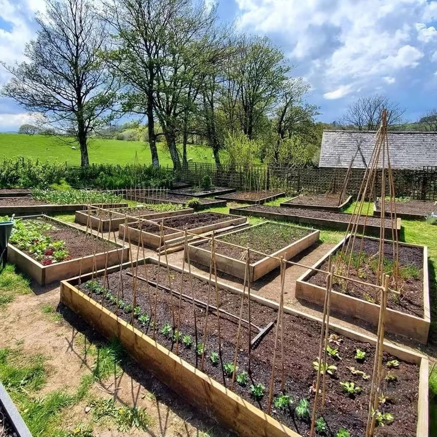 Bamboo Stakes 58 Inch (Approx 5FT) Garden Stakes Plant Stakes for Outdoor Climbing Plants Poles Sticks Support Tomatoes 20 Pack