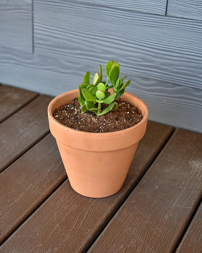 Planting Mix for Plant Propagation (4 Quarts), Hand Blended Soilless Mix for Propagating Plants, House Plants, and More