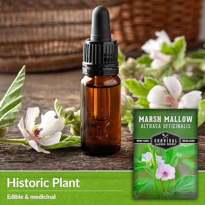 Marsh Mallow Seed for Planting - 2 Packets with Instructions to Plant and Grow Rare Medicinal Flowering Herbs in Your Home Vegetable Garden - Non-GMO Heirloom Variety - Survival Garden Seeds