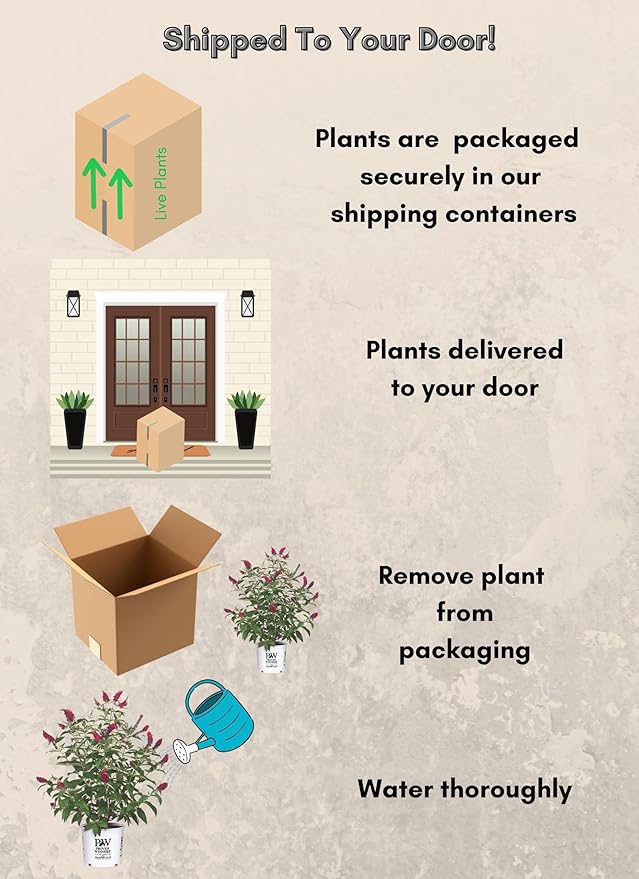 Miss Molly Buddleia 2 Gal, Pink and Red Blooms