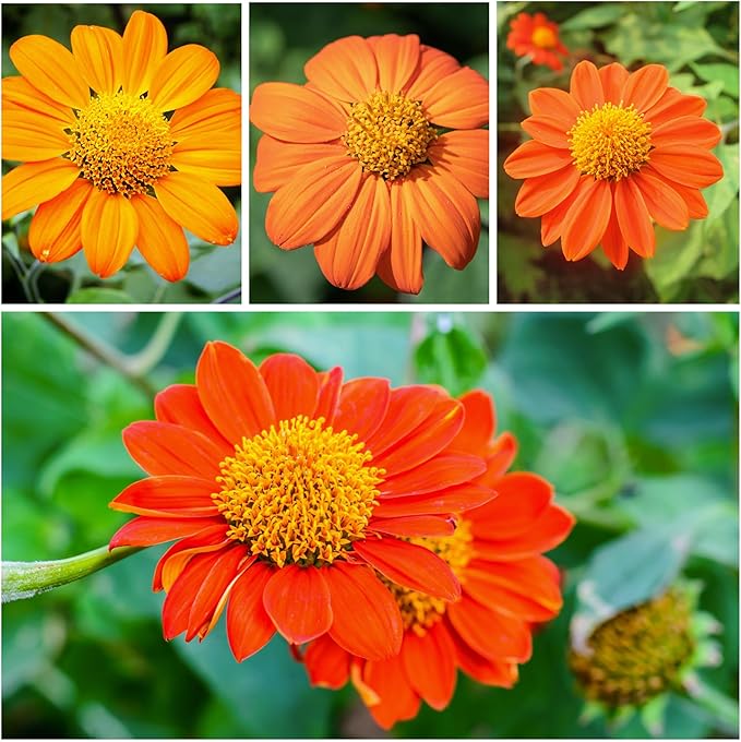 Seed Needs, Mexican Sunflower Seeds - 100 Heirloom Seeds for Planting Tithonia rotundifolia - Annual Wildflower That Attracts Pollinators/Butterflies (5 Packs)