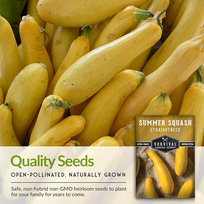 Survival Garden Seeds - Straightneck Summer Squash Seed for Planting - 2 Packs with Instructions to Plant and Grow Yellow Squash in Your Home Vegetable Garden - Non-GMO Heirloom Variety - Seed Vault