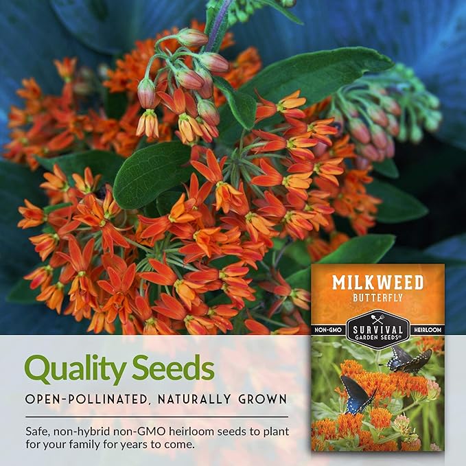 Butterfly Milkweed Seeds for Planting - 5 Packs with Instructions to Grow Asclepias Tuberosa - Attract Butterflies & Help Conservation - Non-GMO Heirloom Open-Pollinated - Survival Garden Seeds
