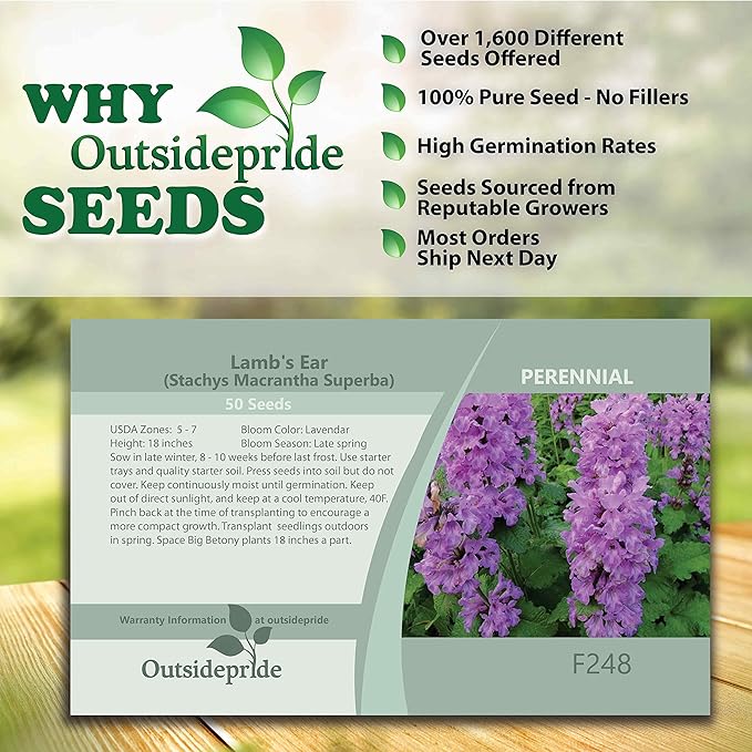 Outsidepride 50 Seeds Perennial Stachys Macrantha Lamb's Ear Flower Seeds for Planting
