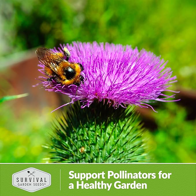 Burdock Seed for Planting - 5 Packets with Instructions to Plant and Grow Burdock Root (GOBO) in Your Home Vegetable Garden - Non-GMO Heirloom Variety- Survival Garden Seeds