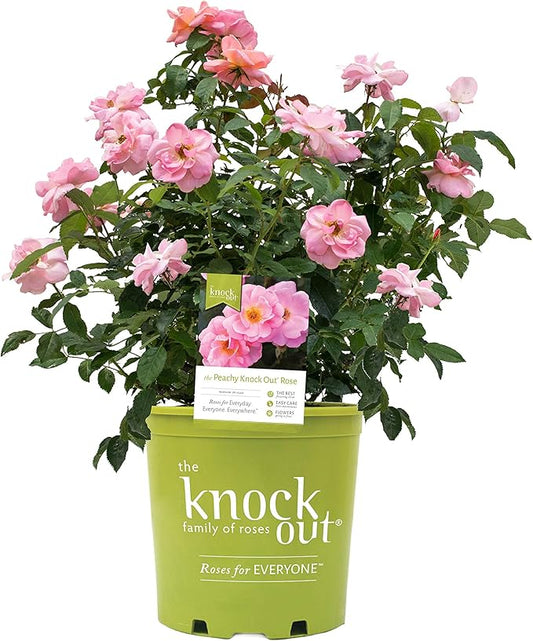 Green Promise Farms KOROSPCHK Rosa Peachy Knock, 3-Size Container, Peach Flowers