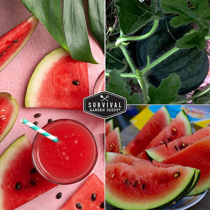 Survival Garden Seeds - Sugar Baby Watermelon Seed for Planting - 5 Packs with Instructions to Plant and Grow Little Round Watermelons in Your Home Vegetable Garden - Non-GMO Heirloom Variety