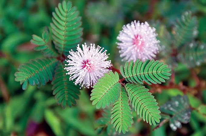 100 Sensitive Plant Seeds for Planting - Exotic Flower Seeds - Mimosa Pudica Seeds AKA Moving Plant, Shy Plant, Shameful Plant, Touch-me-not - by RDR Seeds
