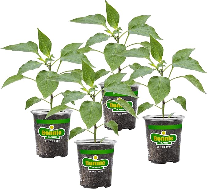 Bonnie Plants Red Bell Pepper Live Vegetable Plants - 4 Pack, Non-GMO, 2 - 3 Ft Plants, 4.5 x 4 Inch Pepper Size